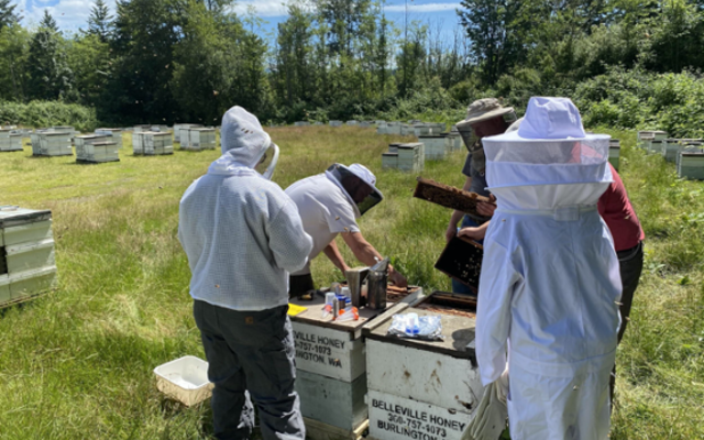 four people inspecting beehives