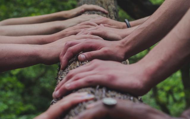 Different skin tones of hands all touching a tree trunk with the angle looking up at the leaves.