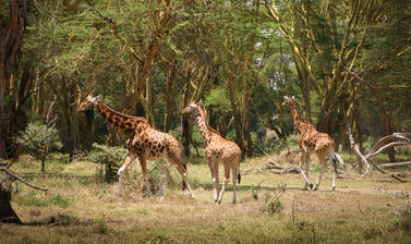 Giraffes at Nakuru National Park.
