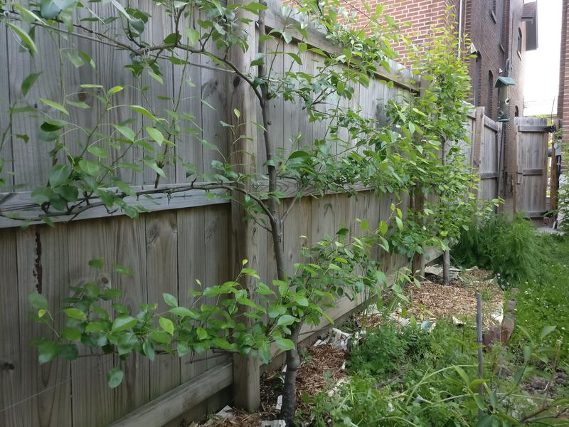 Kevin's homegrown pear trees against a fence