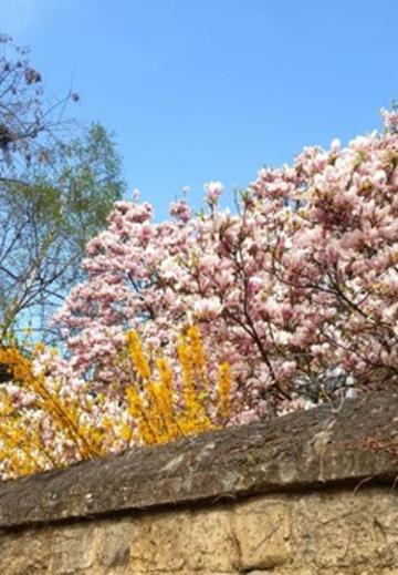Magnolia tree blossoms above a high stone wall in Oxford 
