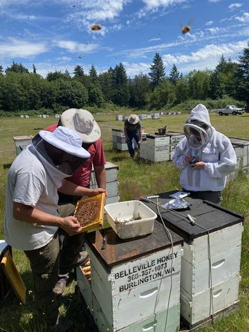 beekeepers inspecting bees by hive