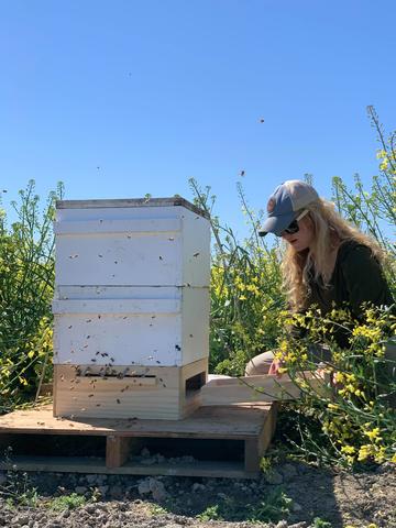field shot hive checks for hive health research
