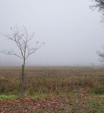 gloomy weather in a field in Oxfordshire, a single tree in the foreground, mist in the distance
